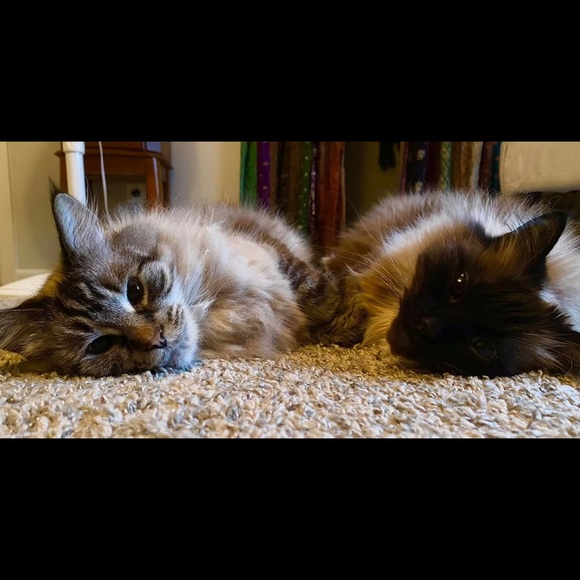 Meet your Posher, Emily - Picture 1 of 1